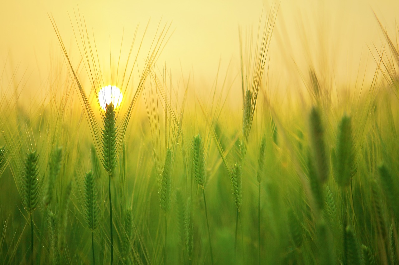 sun-dawn-in-the-barley-field