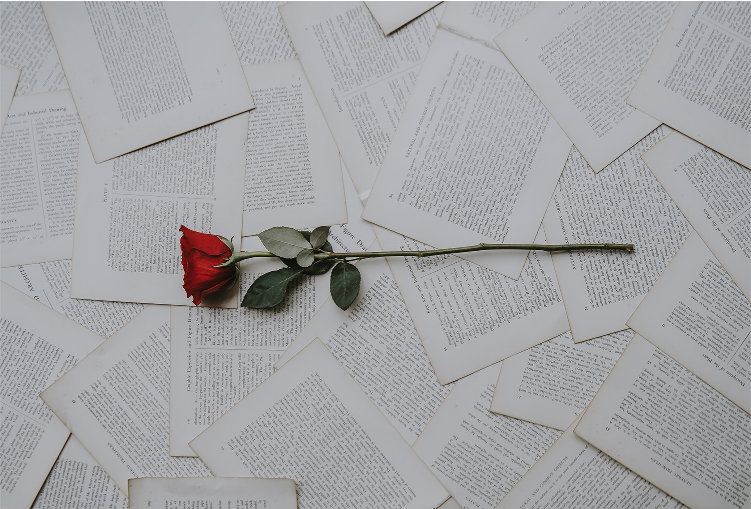 red rose over book pages with love poems for her
