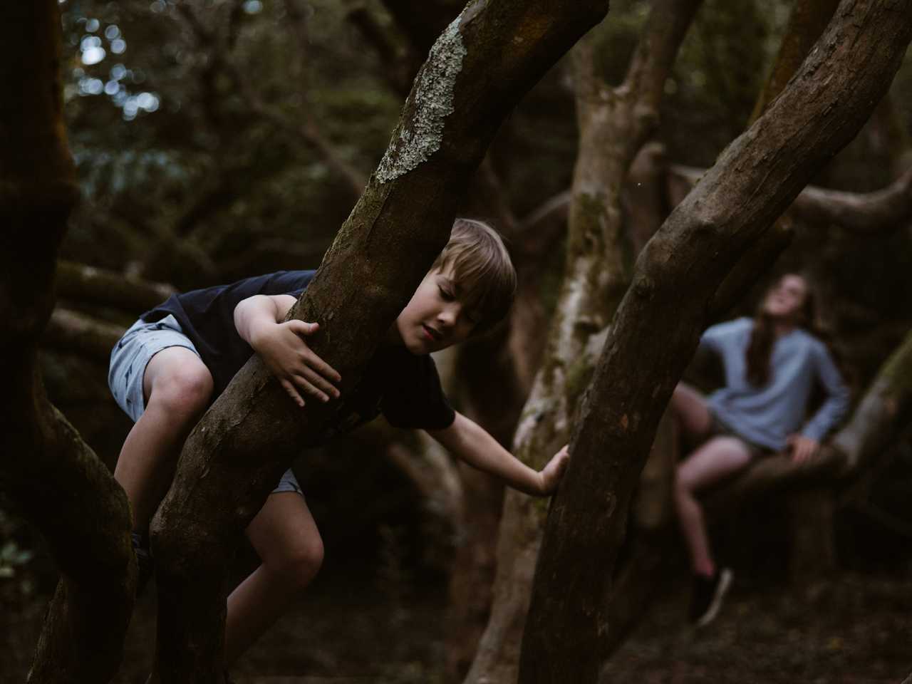 young brother on a tree his sister in the second plan also in the tree