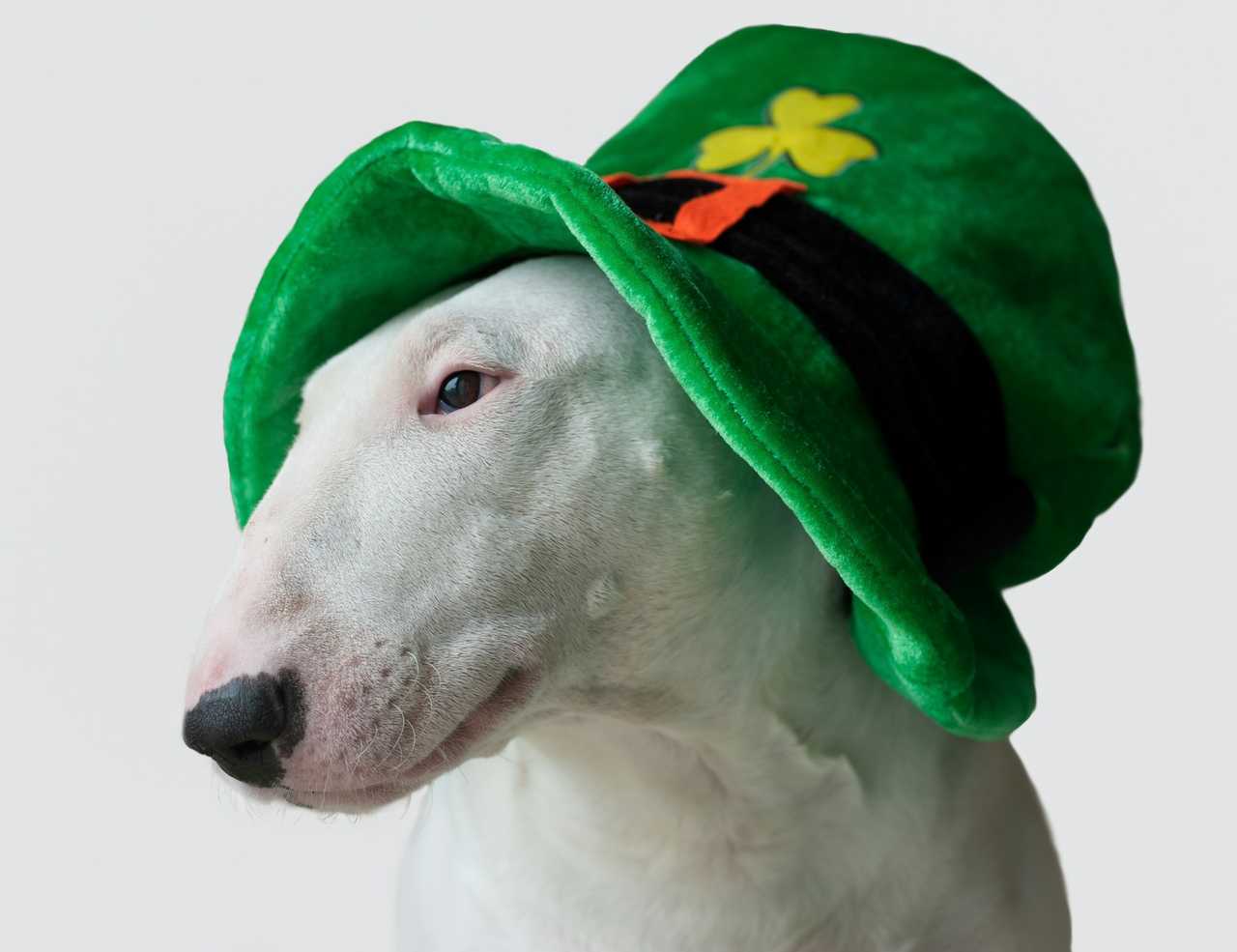 white fur dog wearing a green st patrick's day hat for quotes and sayings